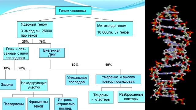 Геном (рассказывают Михаил Гельфанд, Светлана Боринская, Мария Логачёва)