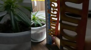 Пахиподиум из семян