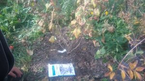 Подкормка смородины осенью.Чем подкормить смородину и как