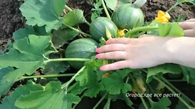 Начало июля. ОГОРОД, ГДЕ ВСЕ РАСТЕТ !.mp4 смотреть онлайн