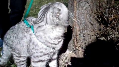 Прогулка шотландского вислоухого кота на поводке / Scotishfold cat