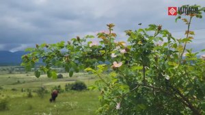 Недвижимость в селе Передовое Байдарской долины