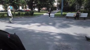 Карликовый серебристый пудель носится от радости