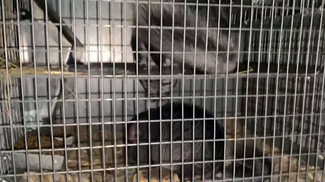 КАКИЕ ВИТАМИНЫ НУЖНЫ МЕХОВЫМ ШИНШИЛЛАМ | ФЕРМА ШИНШИЛЛ | ШИНШИЛЛОВАЯ ФЕРМА