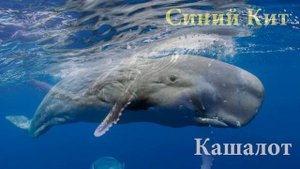 Как говорят животные. Развивающее видео для детей. Животные Антарктиды . Голоса животных