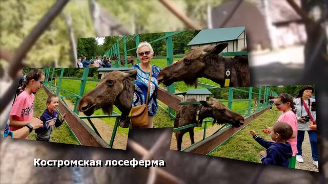 Мы на лосеферме в д. Сумароково. Костромская область
