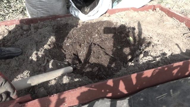 Посадка/пересадка голубики осенью. Пошаговая инструкция об осенней посадке голубики в Подмосковье