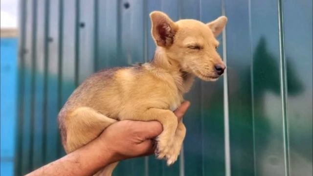 Собаку весом 1 кг держали на цепи, «чтобы лаяла». Её кормили объедками! смотреть онлайн