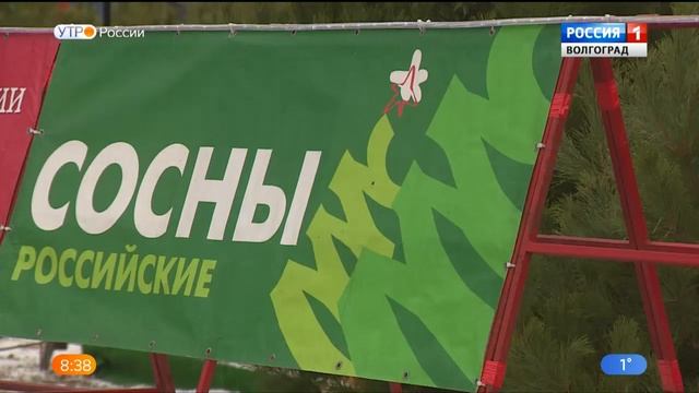 В Волгограде открываются первые елочные базары смотреть онлайн
