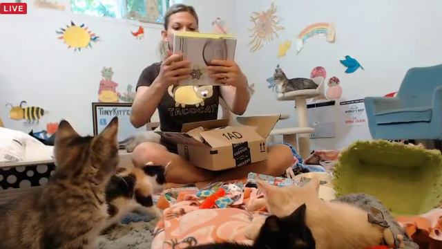 Tiny Kittens Packing tiny suitcases for Palindromes смотреть онлайн