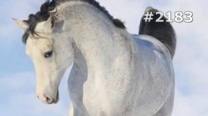 #2183. Лошади (В мире животных)