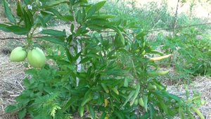 ПЕПИНО (Дынная груша). Советы по выращиванию.