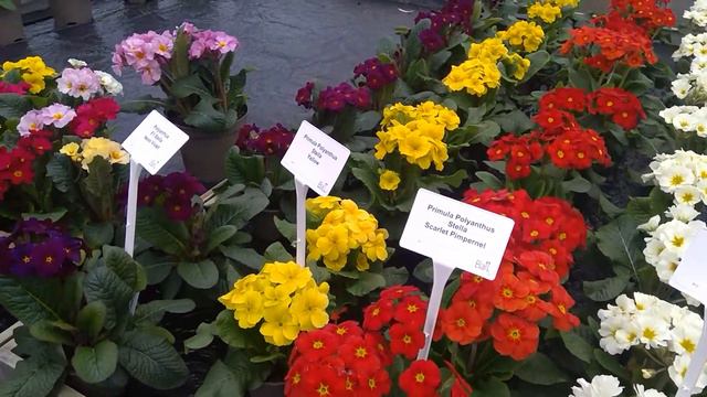 Polyanthus Stella смотреть онлайн