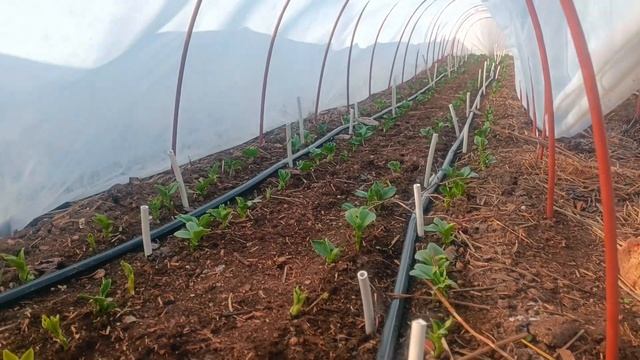 да надникнем в тунелите с агрил смотреть онлайн