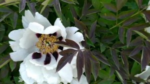 Укрощение свекрови. Продолжение. 1 - 4 серии | Мелодрама 2021