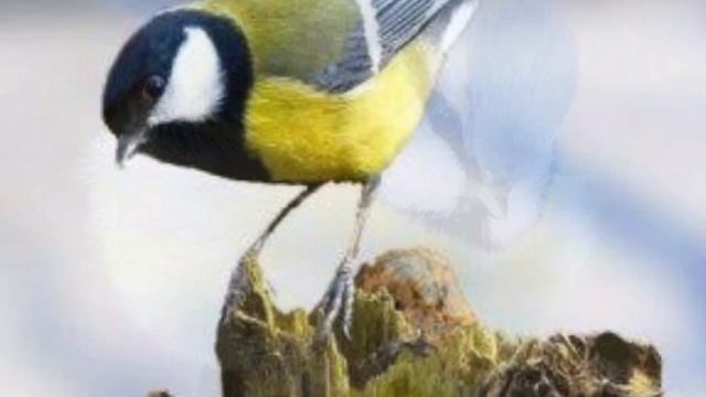 МАЛЕНЬКАЯ ПТИЧКА (песни для малышей)