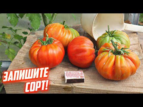 Сажать всем! Это самые вкусные и крупные томаты в мире! Легки в уходе! Лучшие сорта помидор для еды