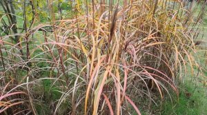 1 minuut natuur: miscanthus