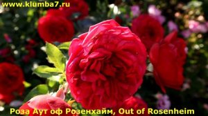 Сорта роз, легкие в выращивании розы! Обладают хорошей зимостойкостью. Цветут обильно