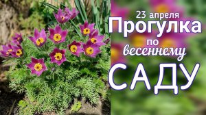 23 апреля  Весенний САДгортензии НОВИНКИ