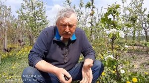 Когда заготавливать и как хранить ЧЕРЕНКИ для весенней и зимней прививки