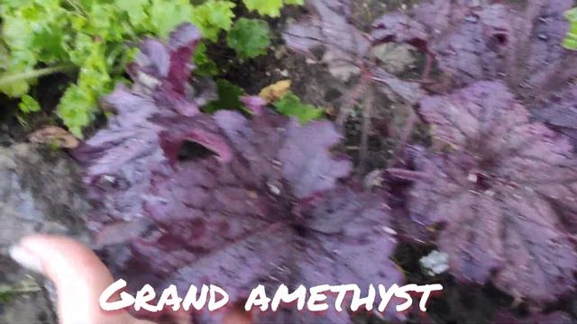 Гейхеры серии Grand...сорт Grand black и Grand amethyst осенний окрас листьев смотреть онлайн