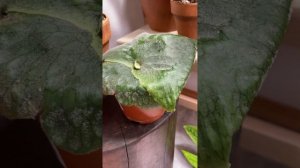 Платицериум Супербум / Опыт участия в закупке растений / Закупка растений «Череночек»