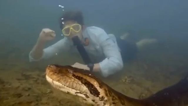 Ученые снимали фильм и случайно нашли самую большую в мире змею
