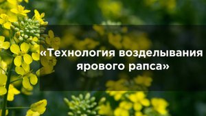 Технология возделывания ярового рапса.mp4