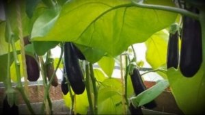 Баклажан гибридного сорта Жизель