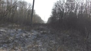 загонная охота на кабана как у нас собак воровали