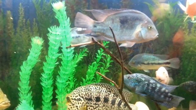 аквариум с американскими цихлидами смотреть онлайн