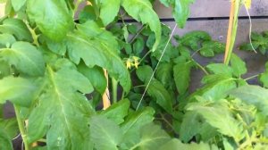 Hummel bestäubt Tomaten ☀ Balkon Garten Tagebuch