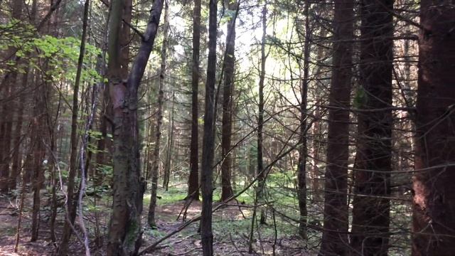 Познавательная и позитивная тихая охота. Отличие шампиньона от ядовитых грибов! Грибы в августе 201 смотреть онлайн