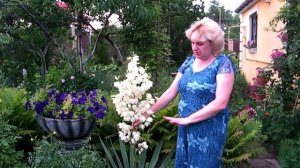 ЮККА - ВЫРАЩИВАНИЕ, УХОД, РАЗМНОЖЕНИЕ / Yucca - cultivation, care, breeding