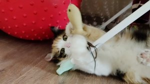 Кошка София весело играет