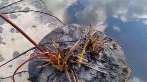 Зимовка нимфеи Comanche