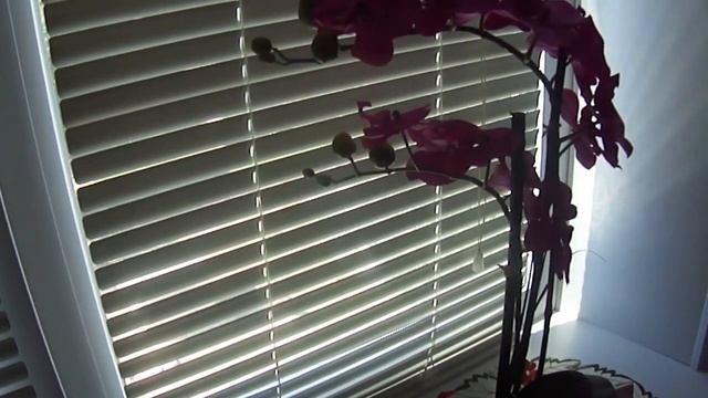 Заказ с сайта квелли. Очень красивая орхидея смотреть онлайн