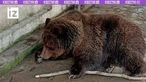 Медведи едва не сгорели заживо в зоопарке Евпатории / Известия