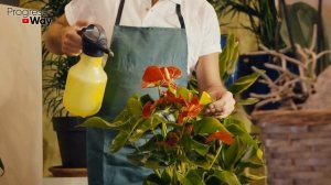 1 Чайная Ложка Под Домашний Цветок и Зацветает Всё Без Исключения!