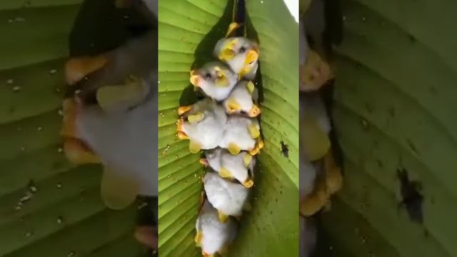 это,- белый листонос) смотреть онлайн