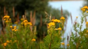 Моё родное Подмосковье