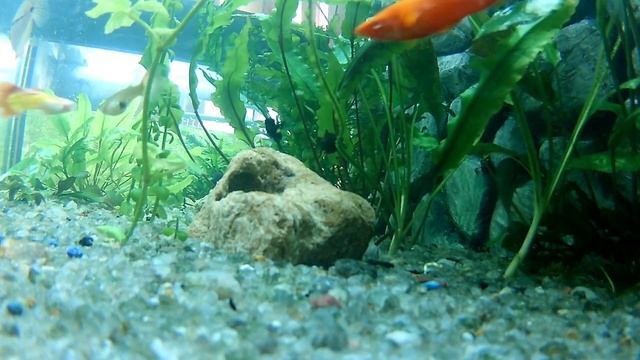 аквариум изнутри