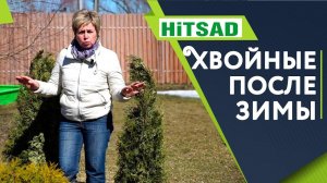 УХОД За Хвойными После ЗИМЫ ТУЯ Весной Дачные Советы От Хитсад ТВ