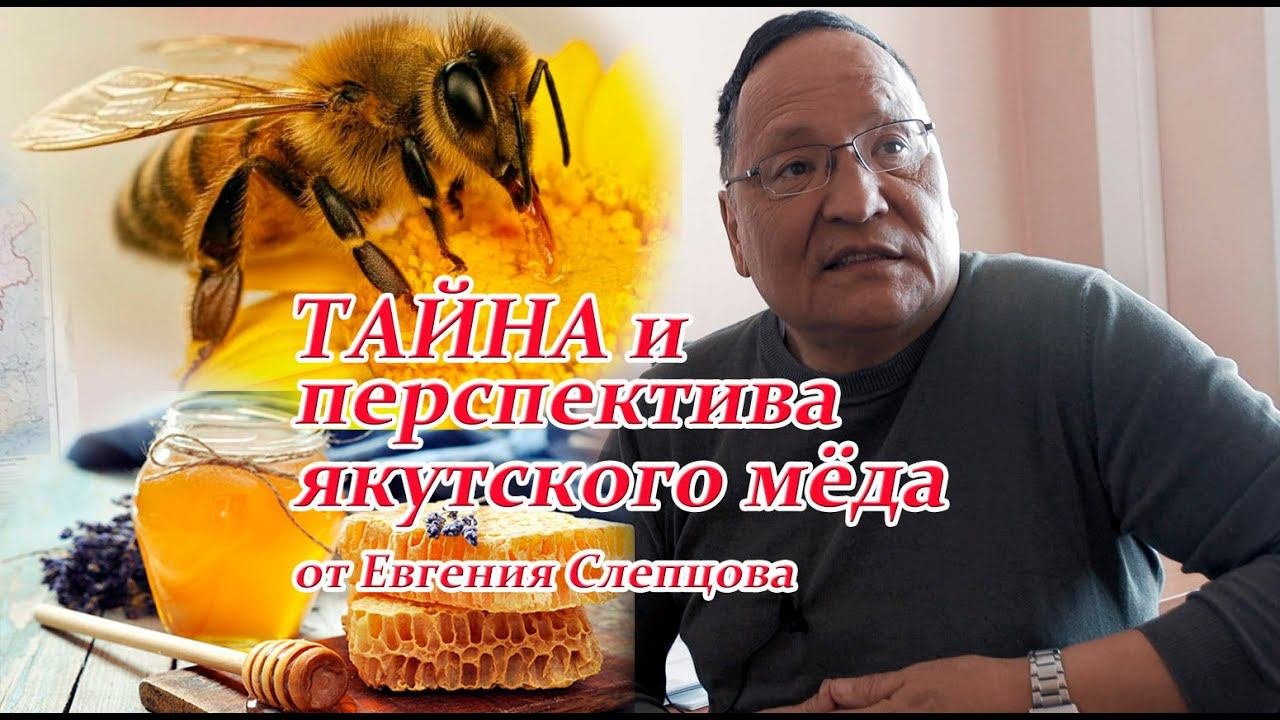 Тайны и перспективы якутского мёда