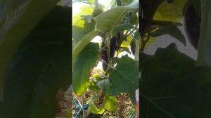 Первый урожай баклажанов на томатном корне_The result of grafting eggplant on a tomato