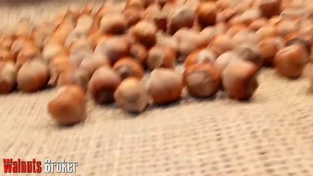 Фундук Каталонский обзор смотреть онлайн