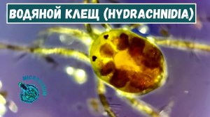 Ещё один клещ, на этот раз водяной (Hydrachnidia)