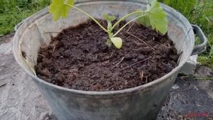 Сажаем кабачек в бочку. Что делать если маленький участок земли.