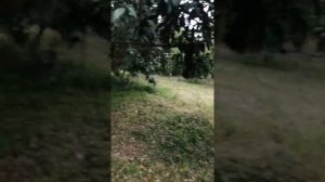 Лавровые деревья в Абхазии